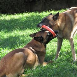 malinois