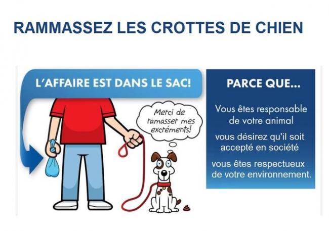 crottes