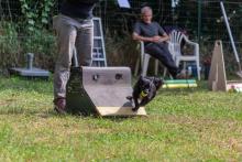 flyball