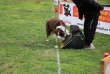 flyball