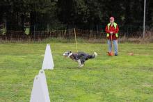 flyball
