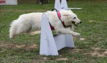 flyball