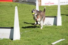 flyball