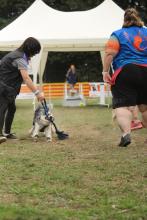 flyball