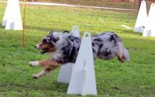 flyball